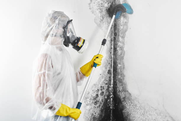 Best Mold Odor Removal Services  in Sweet Home, OR