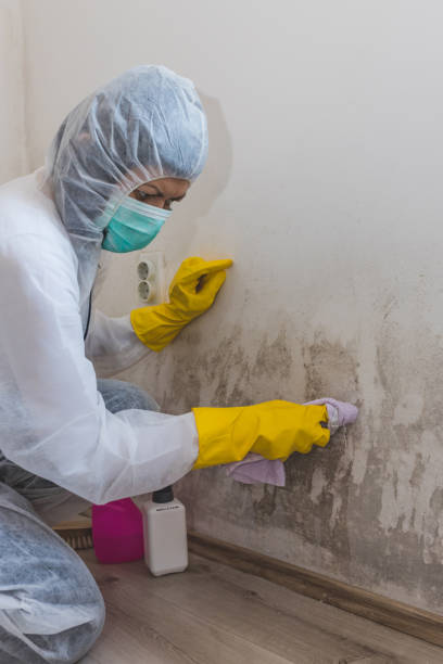 Reliable Sweet Home, OR Mold Removal Solutions