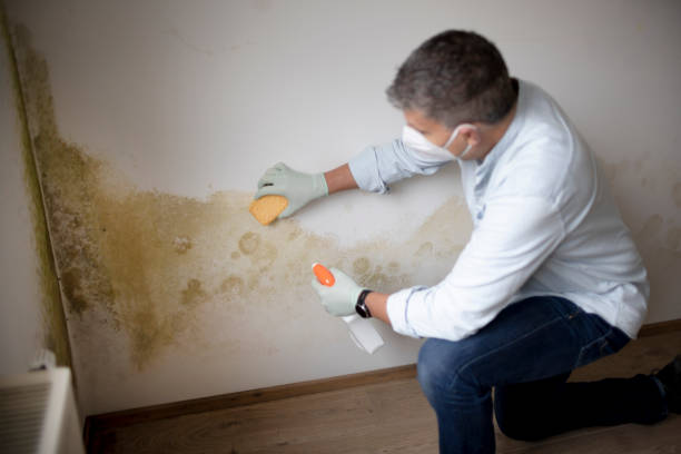 Best Forensic Mold Investigation  in Sweet Home, OR